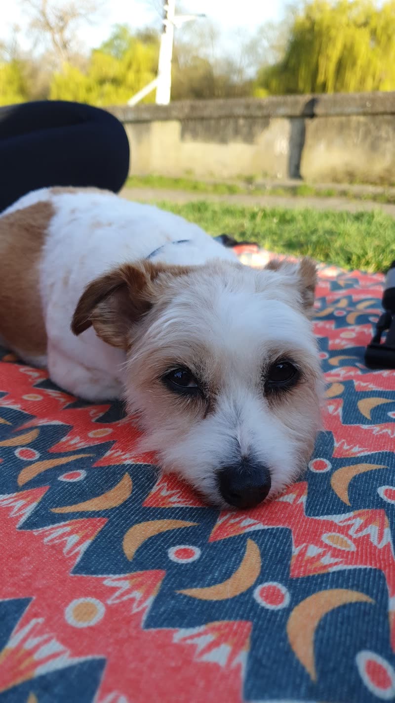 A small white and tan scruffy terrier lying on a patterned picnic blanket on grass, with a fence and trees behind