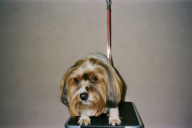 A small dog standing calmly on a grooming table