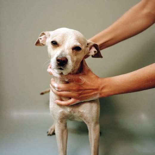A small dog being washed in a grooming bath
