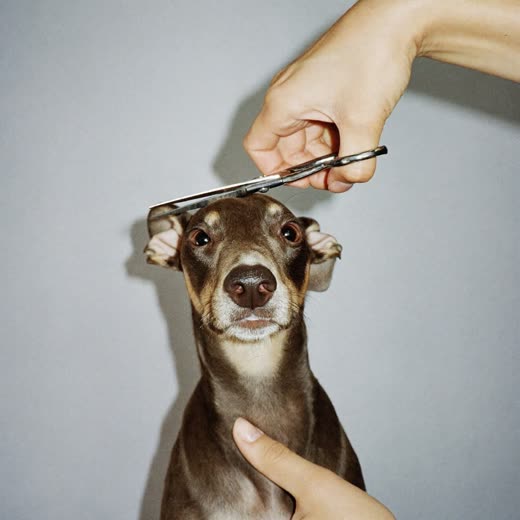 A dog's coat being trimmed with grooming scissors