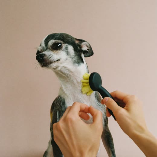 A small dog being brushed with a slicker brush