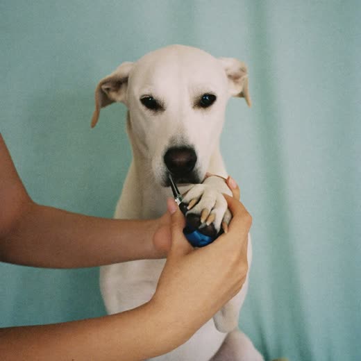 A dog's paw held while its nails are clipped