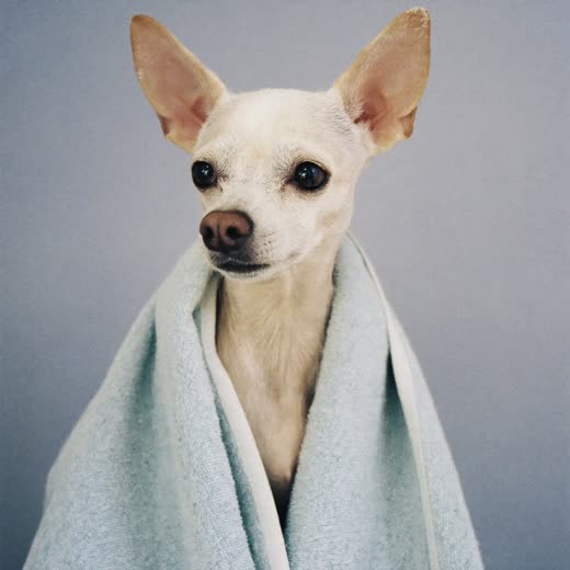 A small dog wrapped in a towel after a wash